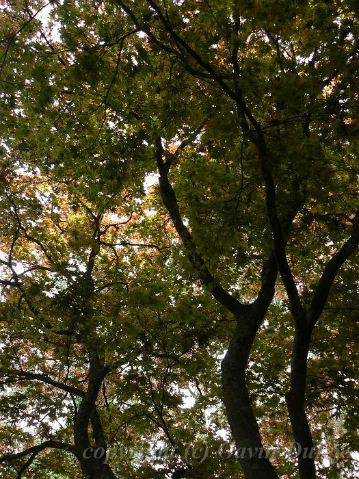 Leaf colours, Tindale Gardens P1040824.JPG